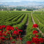 SOAR Input Modifies AB 943 that had put SOAR Renewal at Risk.