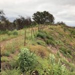 SOAR and the Growth of Local Land Trusts