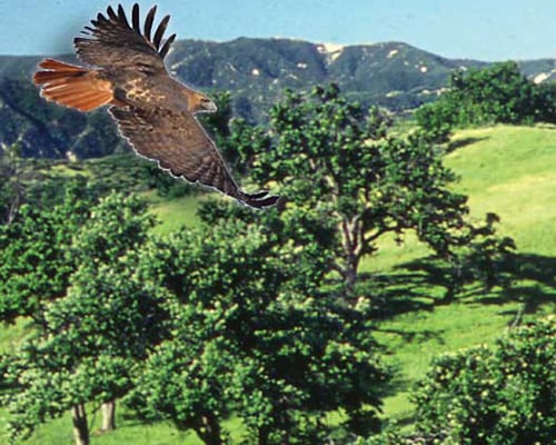 protecting-nature protecting-nature