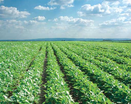 securing-a-safe-food-source securing-a-safe-food-source
